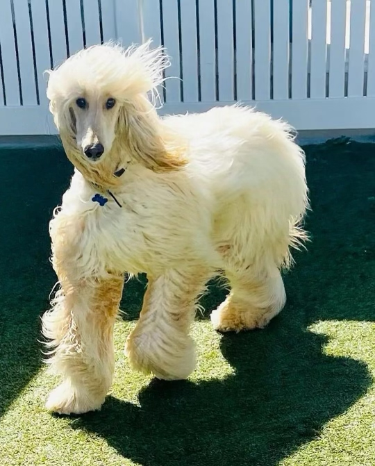 About Us - Paws Zn Around